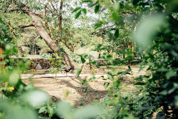 Mt. Meru Game Lodge: Umgebung