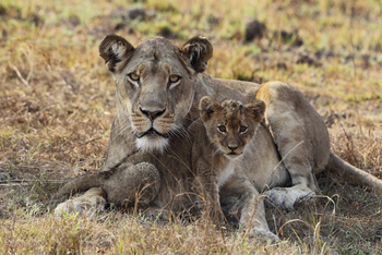 Mukambi Busanga Plains Camp: Löwin mit Baby