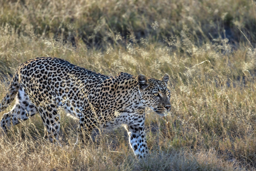 Mushara Game Drive