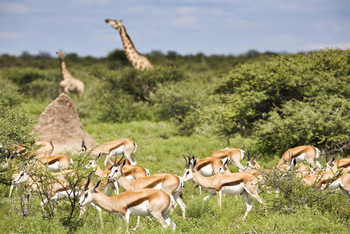 Mushara Game Drive: Springböcke