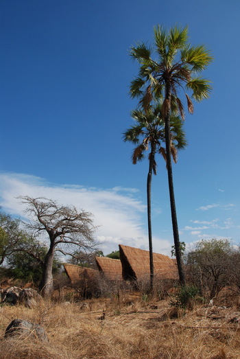 Mwagusi Safari Camp: Palmen im Camp