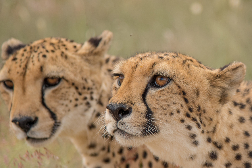 Bagatelle Kalahari Game Ranch