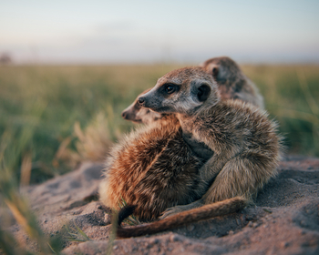 Camp Kalahari Camp Kalahari: Begegnung mit Erdmännchen