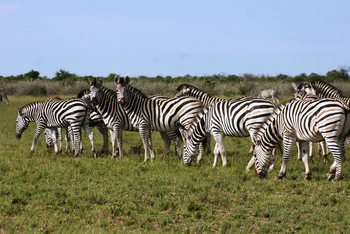 Nxai Pan Camp: Zebraherde