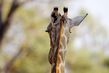 Okuti Camp: Giraffenwimpern