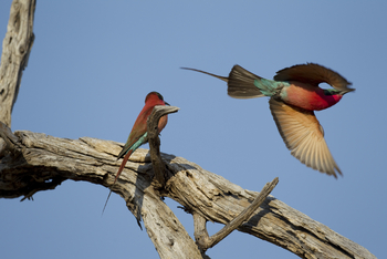 Okuti Camp: Karminspinte