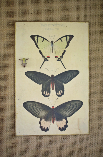 Ol Pejeta Bush Camp: Schmetterlingszeichnungen