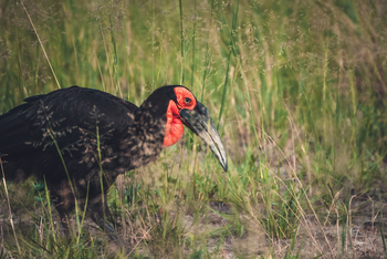Pom Pom Camp: Ground Hornbill