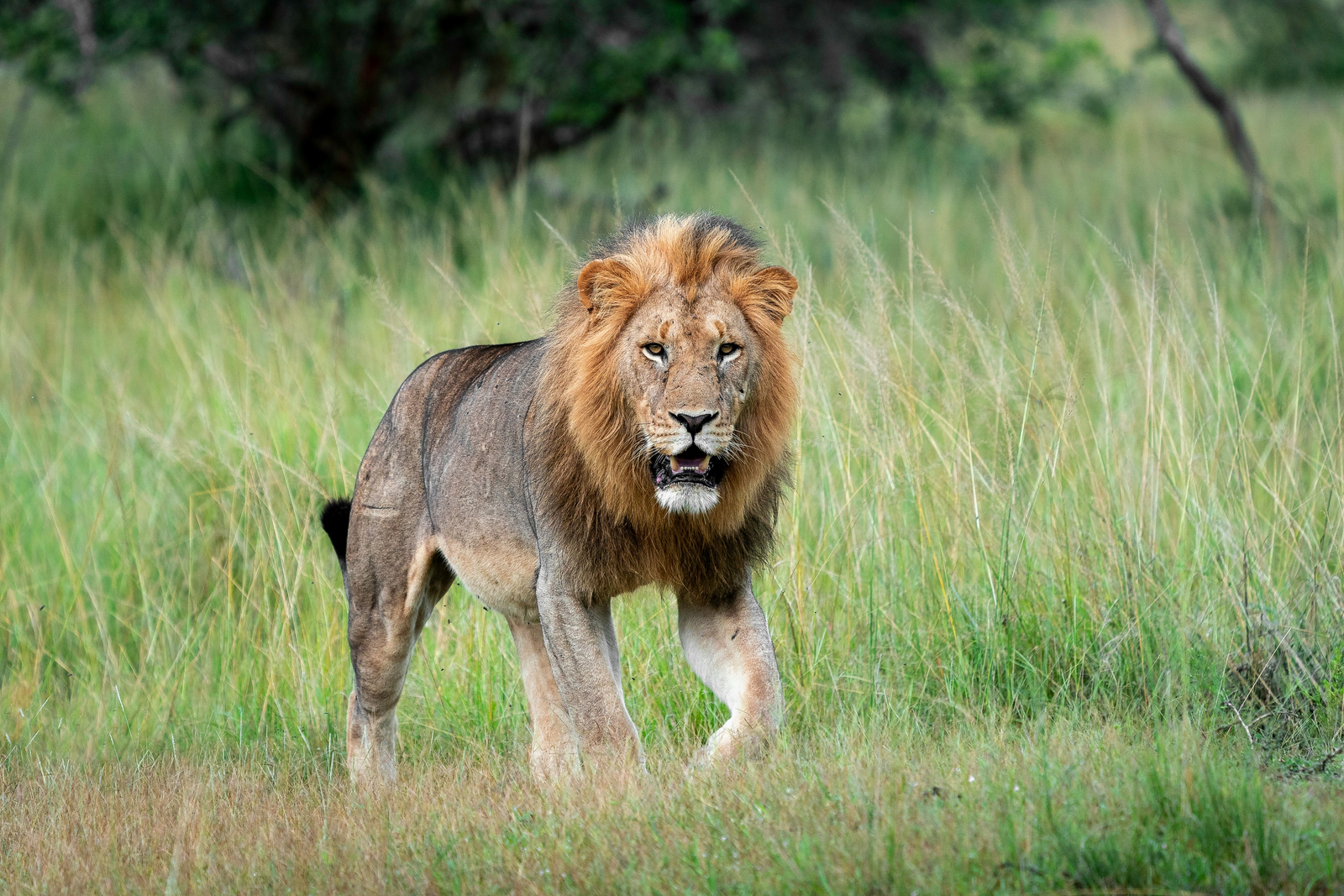 Magashi Camp Magashi Camp: Löwenportrait