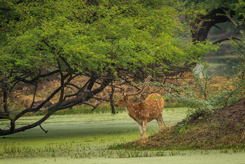 Sawai Vilas: Kailadevi Sanctuary - Axishirsch