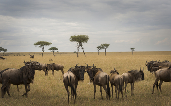 Sayari Camp: Gnuherde