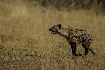 Selinda Camp Selinda Camp: Hyäne