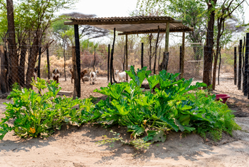 Semowi Nature Camp: Kürbispflanze