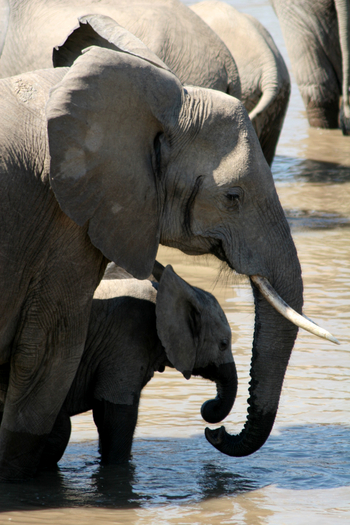 Shenton Safaris Shenton Safaris: Elephant Hide