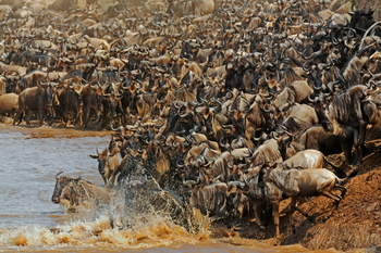 Soroi Mara Bush Camp: Great Migration