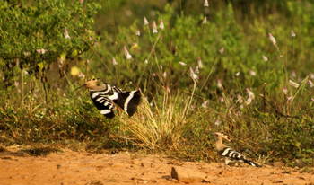 Svasara Jungle Lodge: Wiedehopf