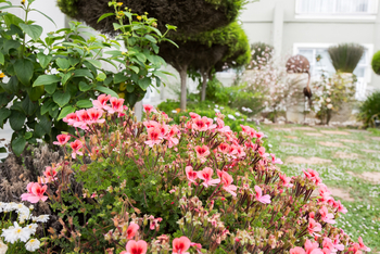 Swakopmund Guesthouse: Blumen