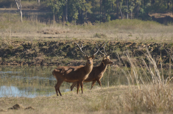 Tathastu Resort Kanha: Barasingha-Hirsche