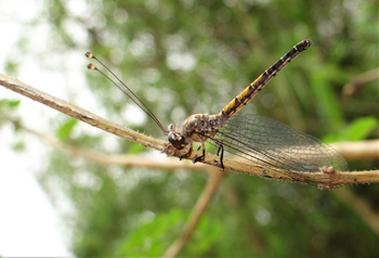 Tathastu Resort Satpura: Owlfly