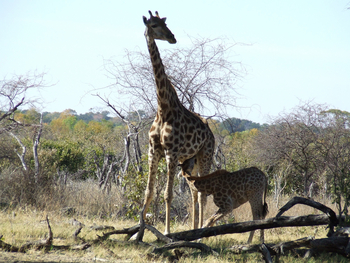 The Hide: Giraffenkuh mit Kalb