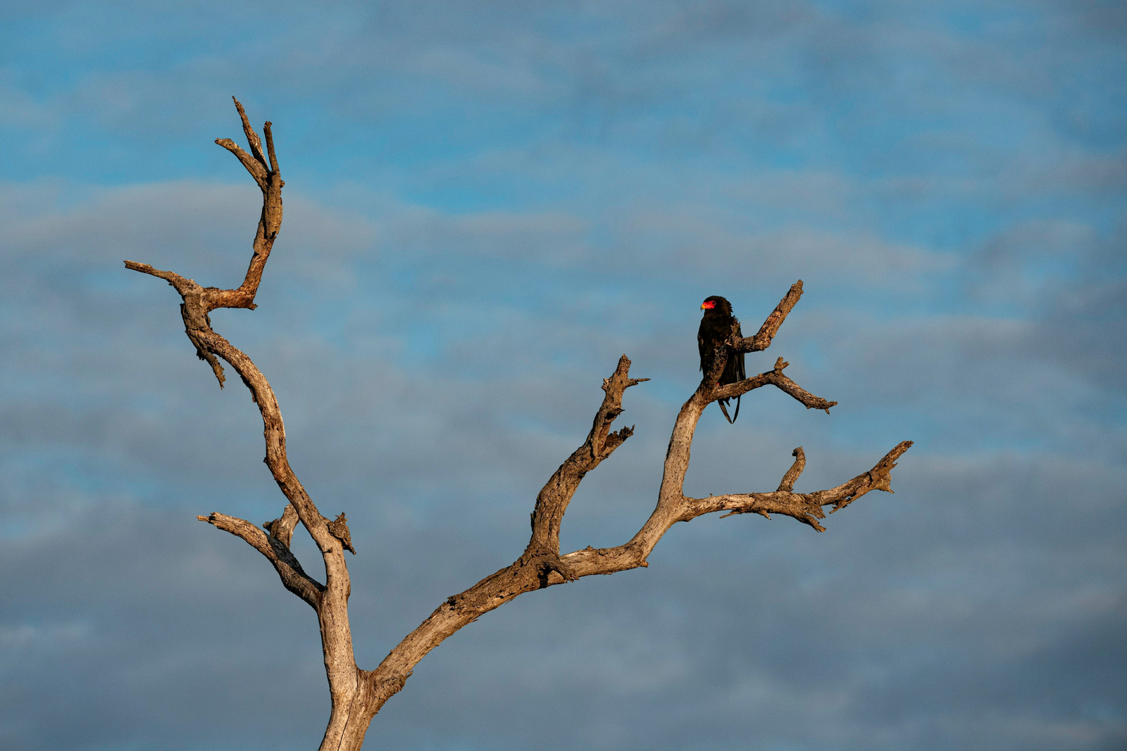Thornybush Game Lodge Thornybush Game Lodge: Bateleur Eagle
