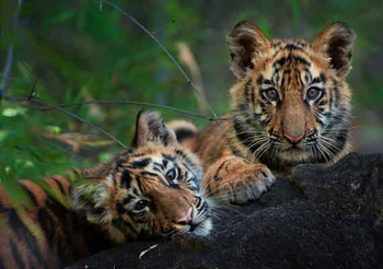 Waghoba Eco Lodge: Tigerbabies