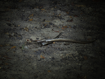Wasa Lodge: Pennant-winged Nightjar