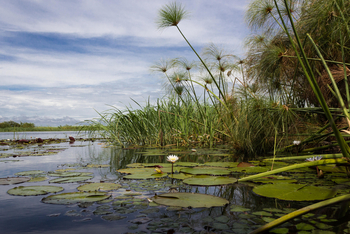 Zambezi Mubala Lodge: Seerosen und Papyrus