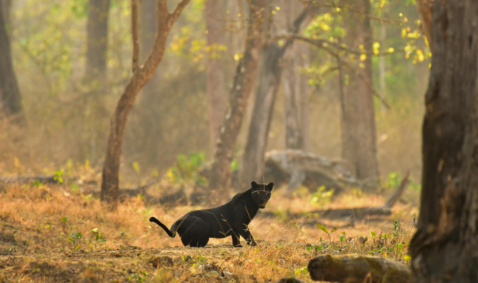 Kaav Safari Lodge Kaav Safari Lodge: Schwarzer Panther