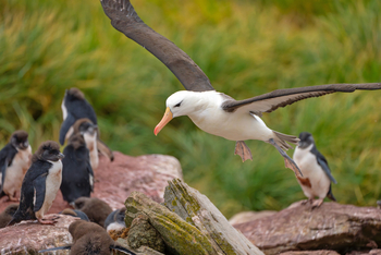 Antarktis: Schwarzbrauenalbatros segelt über felsiger Kolonie