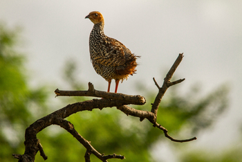 Asiatic Lion Lodge Asiatic Lion Lodge: Francolin