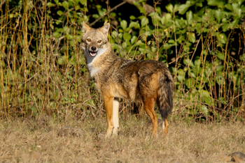 Asiatic Lion Lodge Asiatic Lion Lodge: Goldschakal