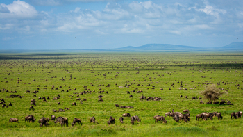 Esirai Camp: Gnuherden