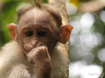 Kaav Safari Lodge: Bonnet Macaque - Macaca radiata