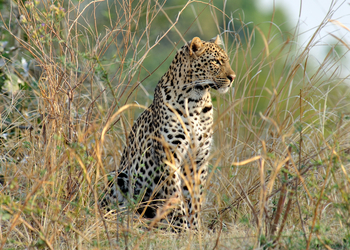 Kafunta River Lodge: Leopard