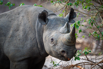 Kuthengo Camp: Hook-lipped Rhino