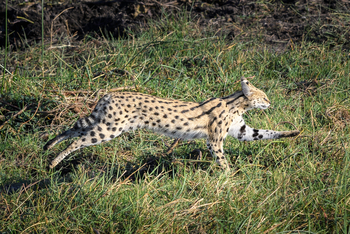 Little Mombo Camp: Serval