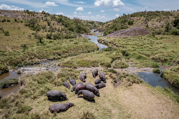 Mahali Mzuri: Nilpferde am Fluss