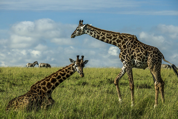 Mara Plains Camp: Massai-Giraffen