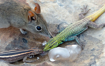 Tuli Safari Lodge Mashatu: Rüsselspringer und Rock Agamas