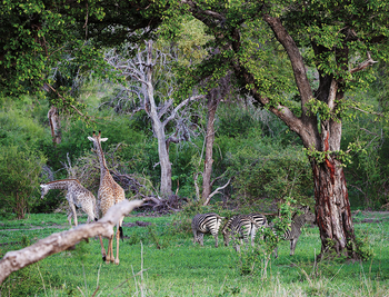 Matetsi Victoria Falls: Giraffen und Zebras