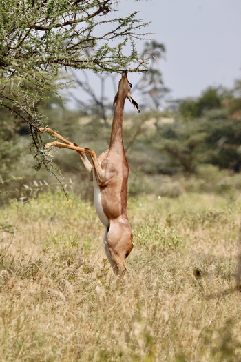 Mkomazi Wilderness Retreat: Gerenuk äst aufrecht an dorniger Akazie