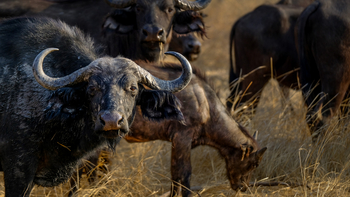 Mukambi Fig Tree Bush Camp: Hausbüffel
