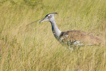 Nata Lodge Nata Lodge: Riesentrappe