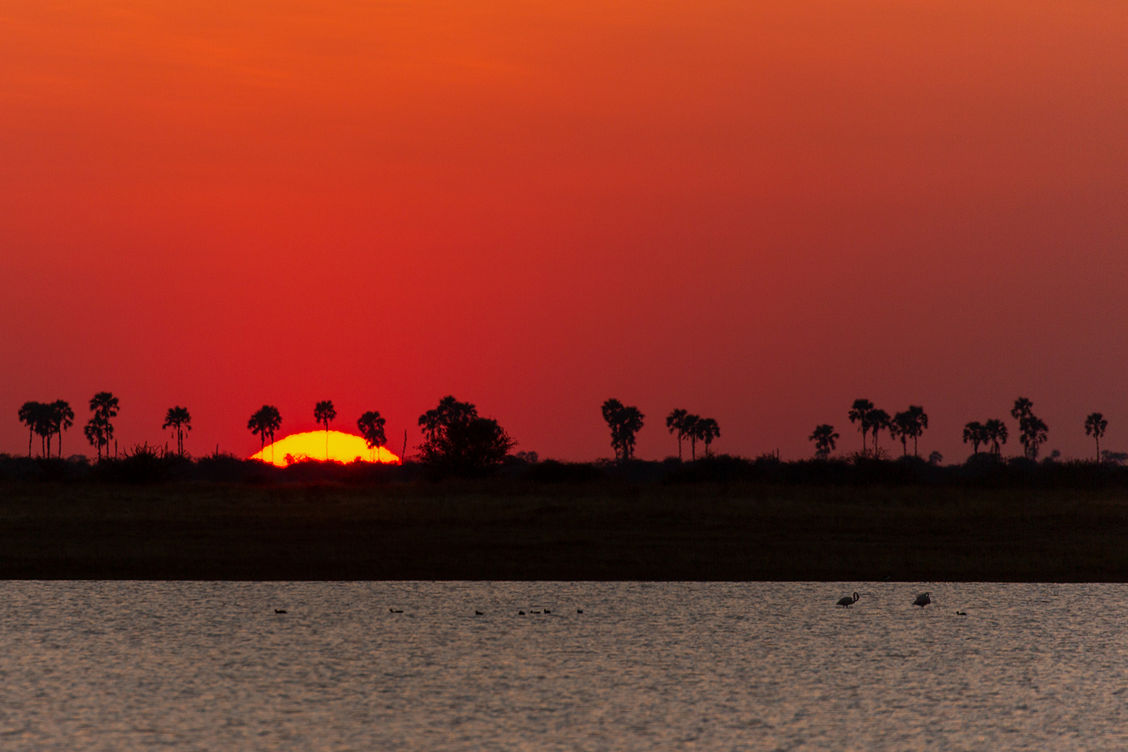 Natural Selection Safaris Natural Selection Safaris: Sonnenuntergang