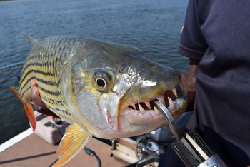 Ngepi Camp: Tigerfish
