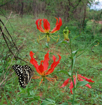 Old Drift Lodge: Fire Lily mit Schmetterling