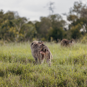 Porini Rhino Camp: Pavianbaby