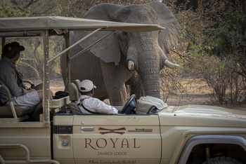 Royal Zambezi Lodge: Begegnung mit einem Elefanten