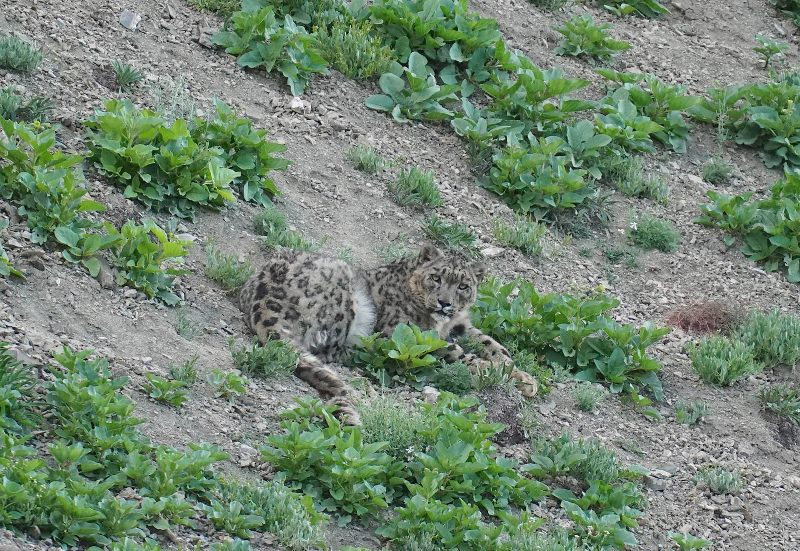 Rumbak Lodge Rumbak Lodge: Panthera uncia